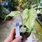 MONSTERA MINT WHITE MONSTER S NEW