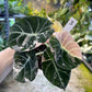 ALOCASIA BLACK VELVET PINK VARIEGATA M
