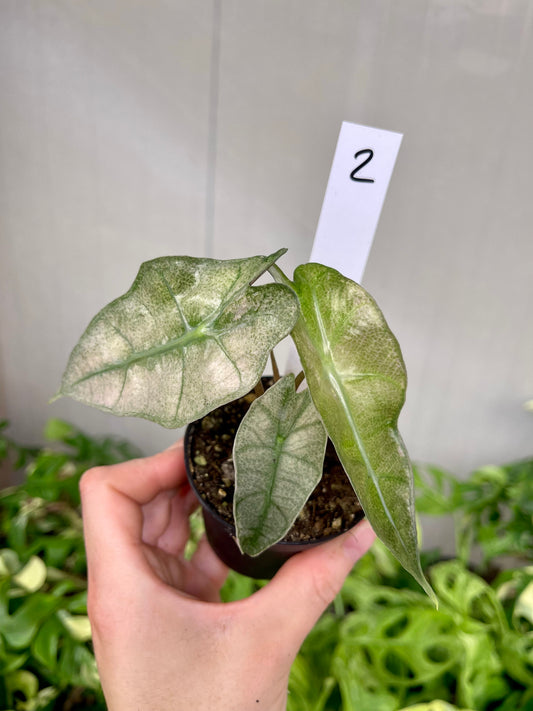 Alocasia polly pink / mint variegata
