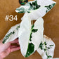 Alocasia frydek variegata haute variegation M