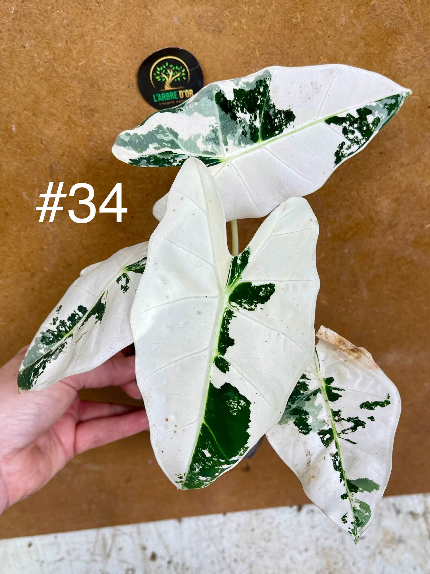 Alocasia frydek variegata haute variegation M