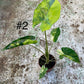 Alocasia shock treatment variegata L NEW