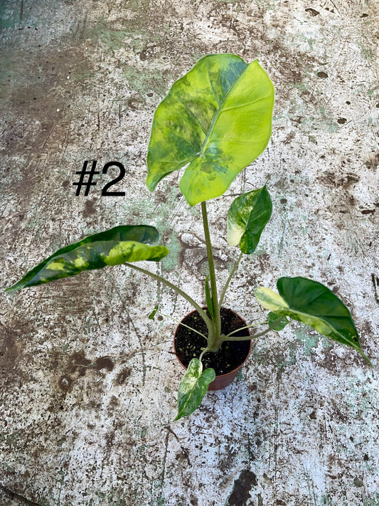 Alocasia shock treatment variegata L NEW