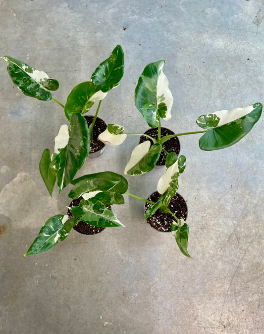 Alocasia okinawa silver variegata