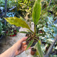 Philodendron caramel marble légère var M