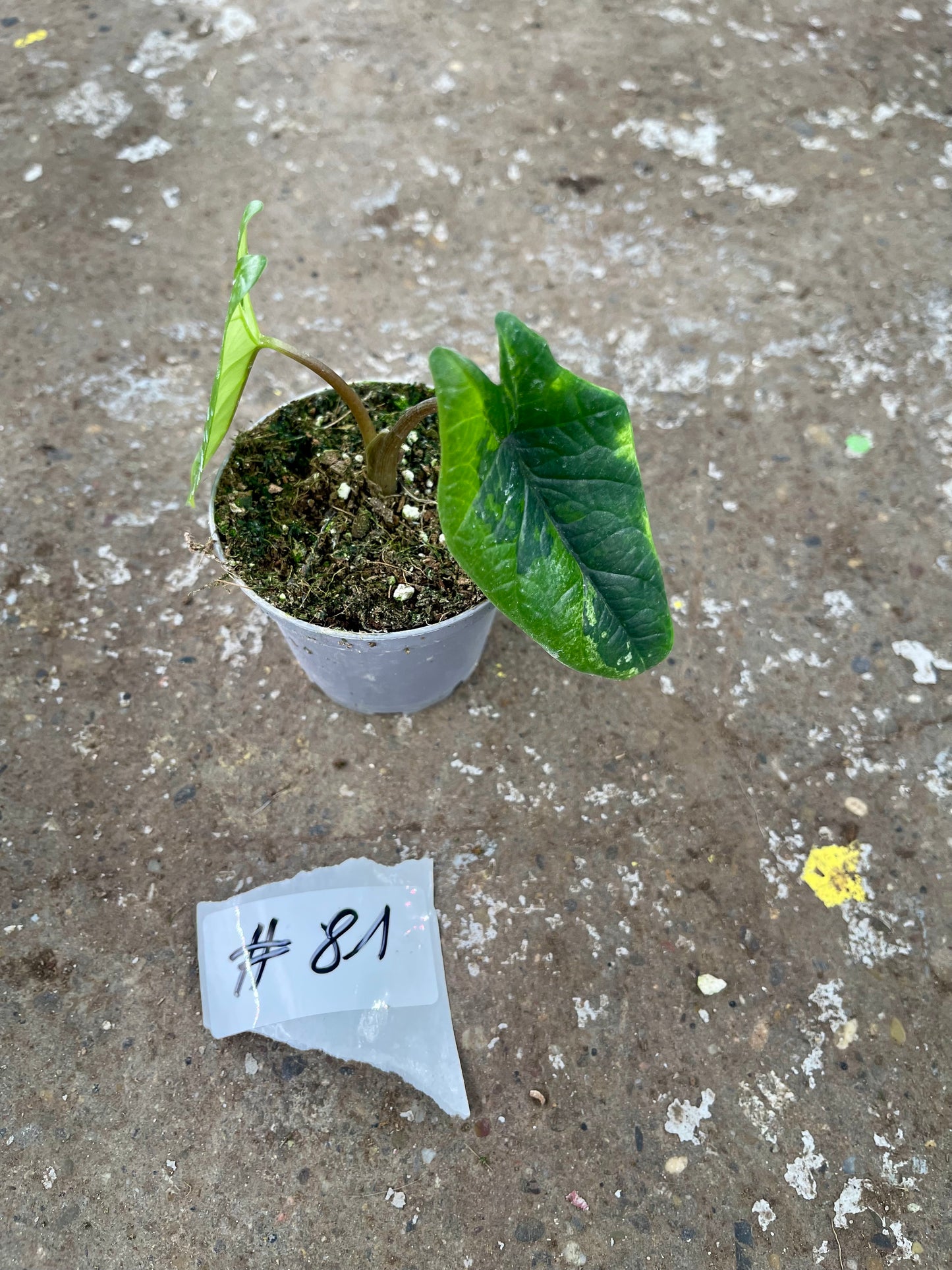 PLANTE A SAUVER