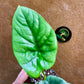 Alocasia lukiwan S NEW