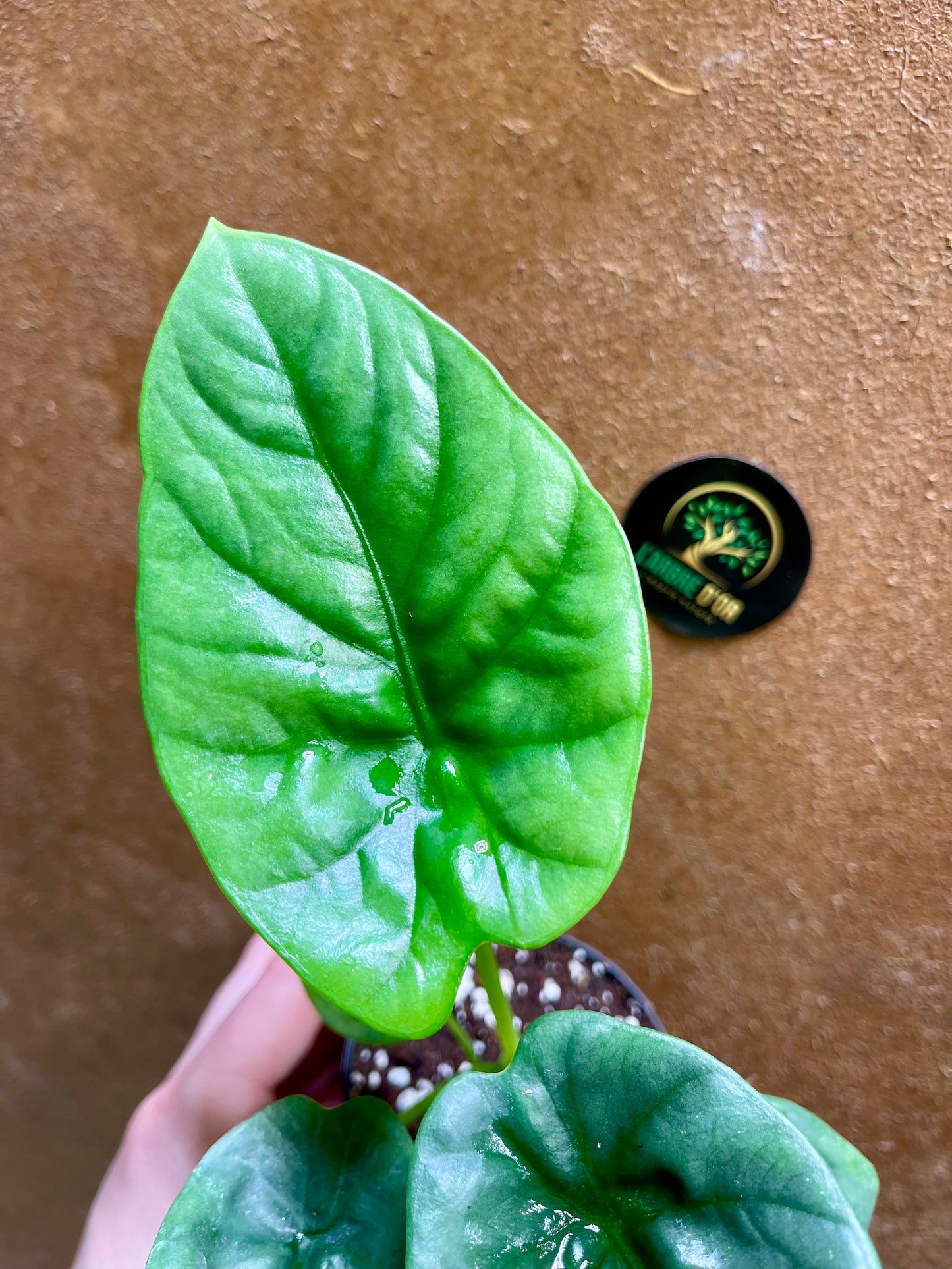 Alocasia lukiwan S NEW