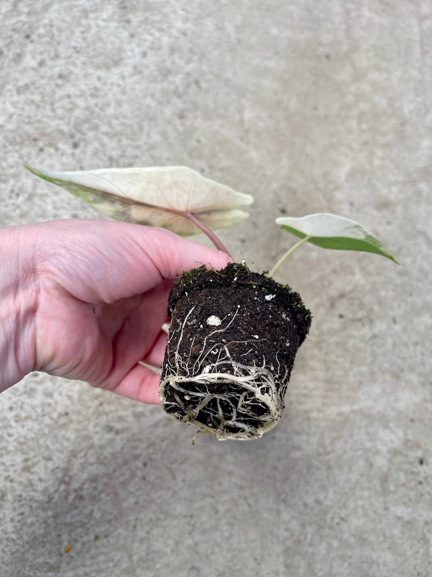 ALO.CASIA SCALPRUM ALBO VARIEGATA