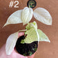 Monstera laniata variegata