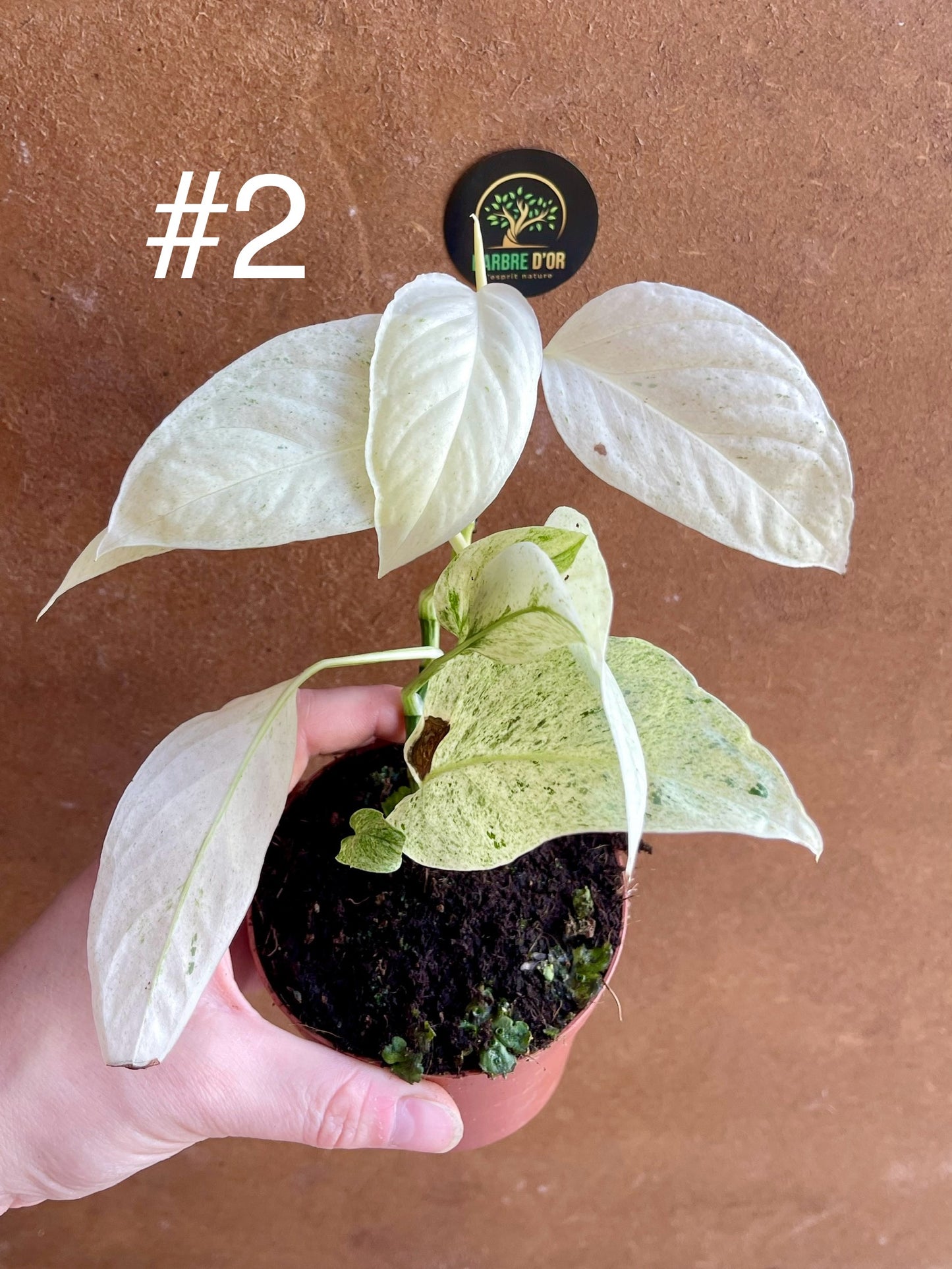 Monstera laniata variegata