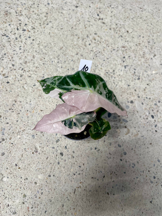 ALOCASIA AMAZONICA POLLY PINK NEW