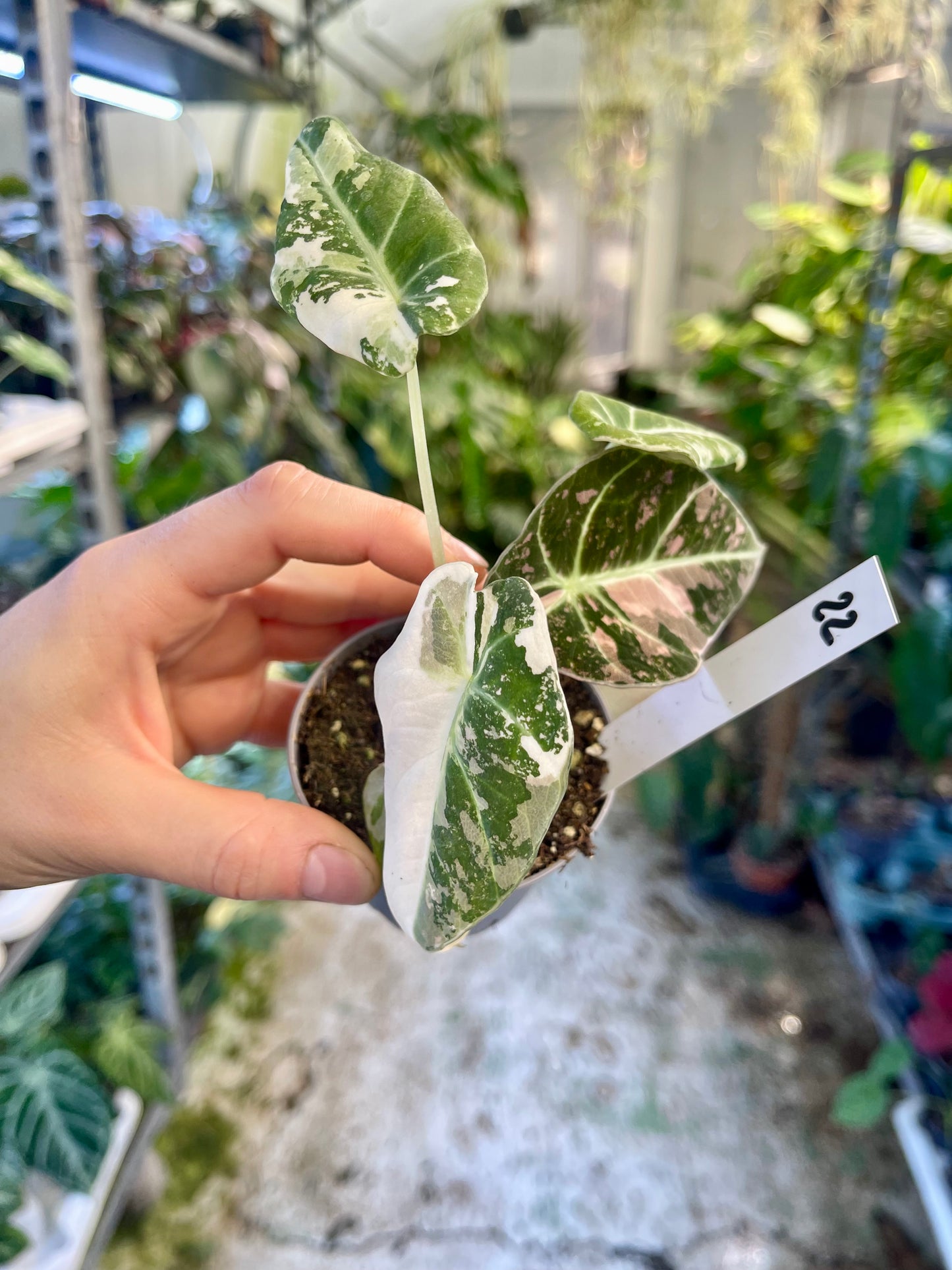 ALOCASIA BLACK VELVET VARIEGATA PINK S NEW