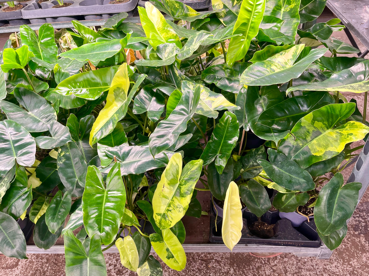 PHILODENDRON BURLE MARX VARIEGATA