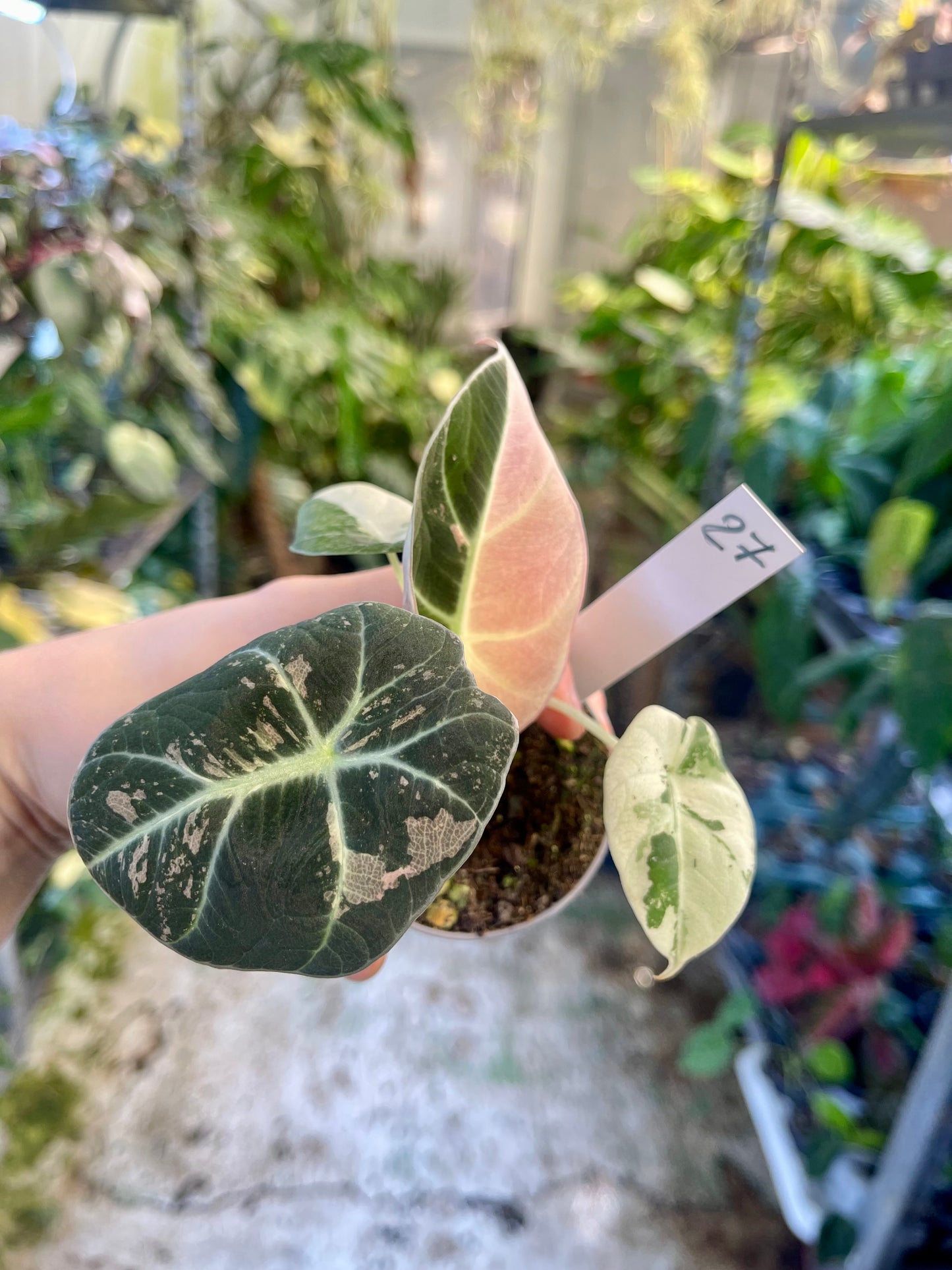 ALOCASIA BLACK VELVET VARIEGATA PINK S NEW