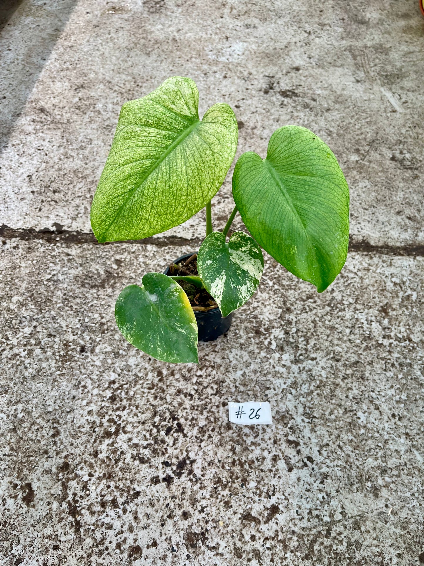 PLANTE A SAUVER