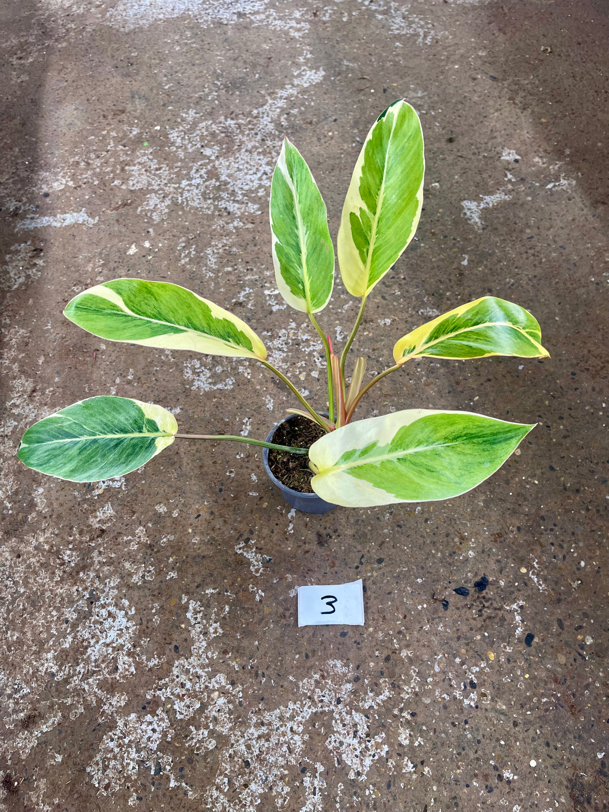 Philodendron Shady lady