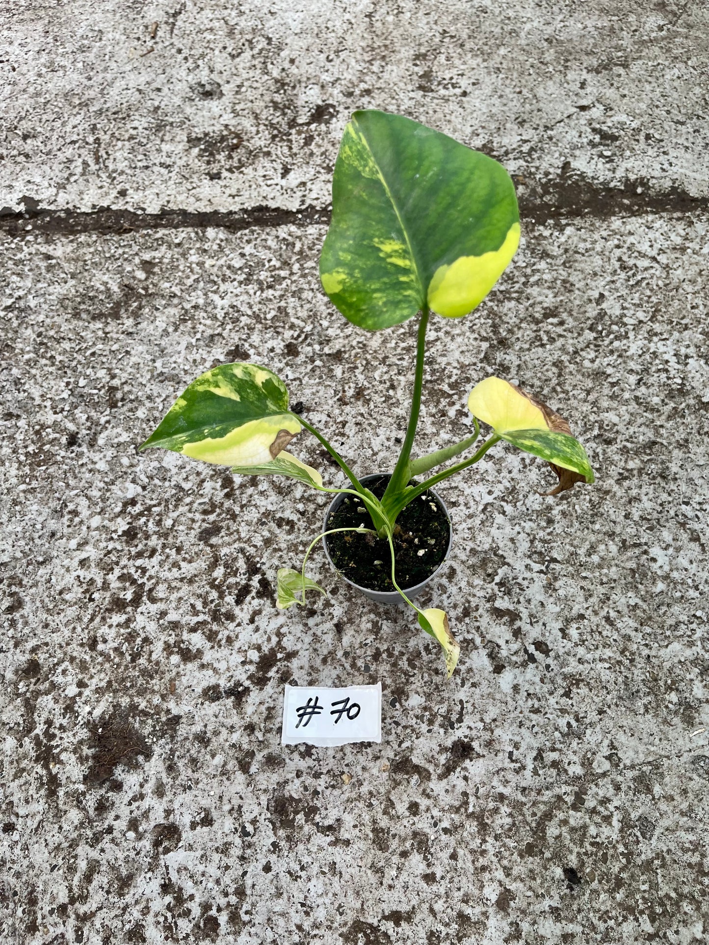 PLANTE A SAUVER