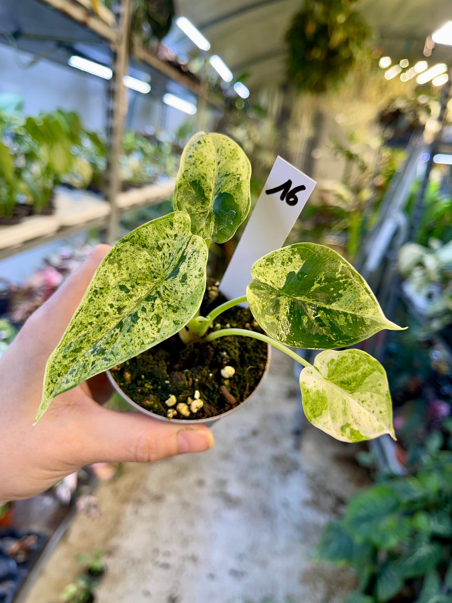 Alocasia dragon scale mint variegata NEW