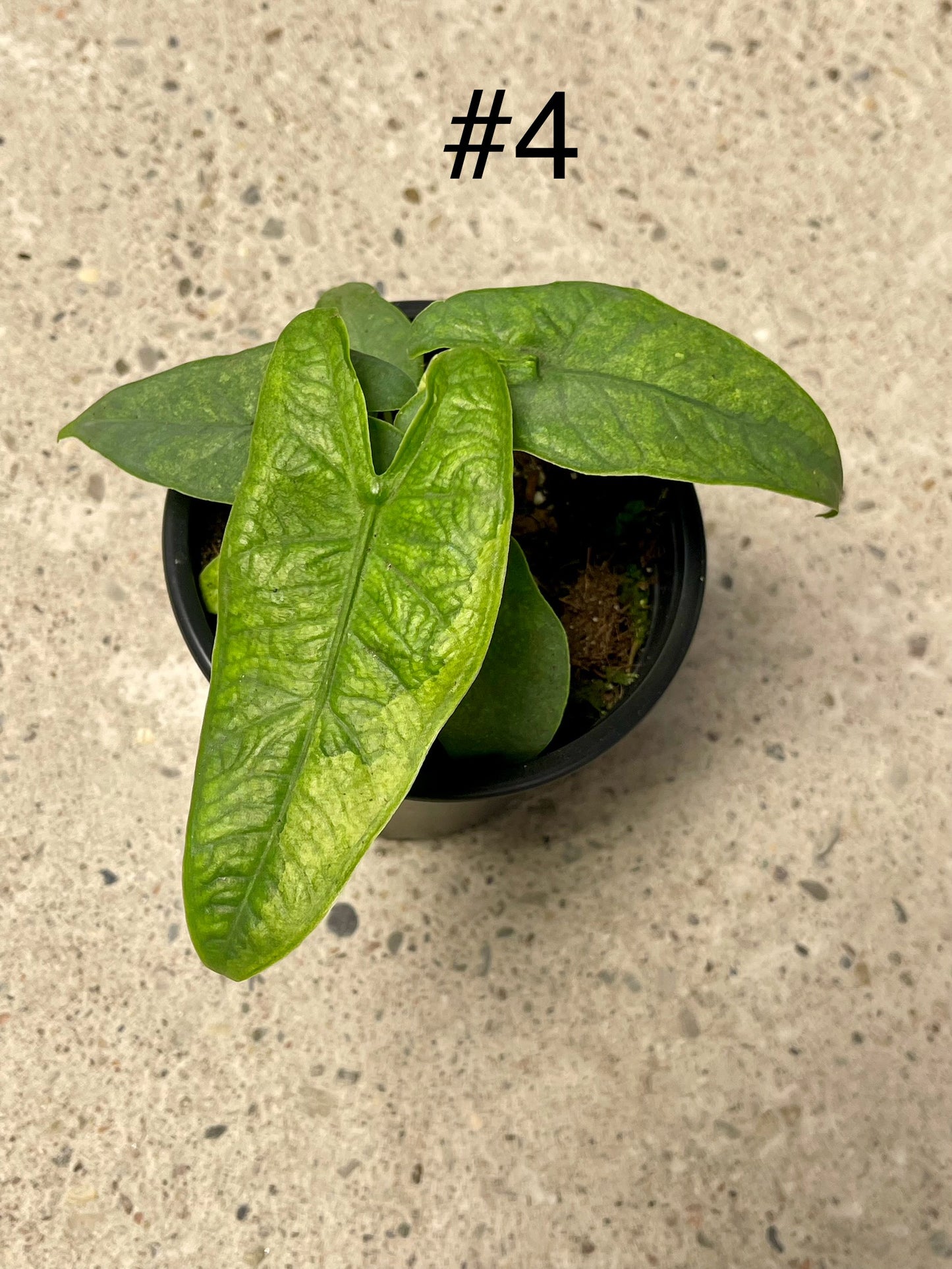 ALOCASIA GREEN CARPET VARIEGATA NEW