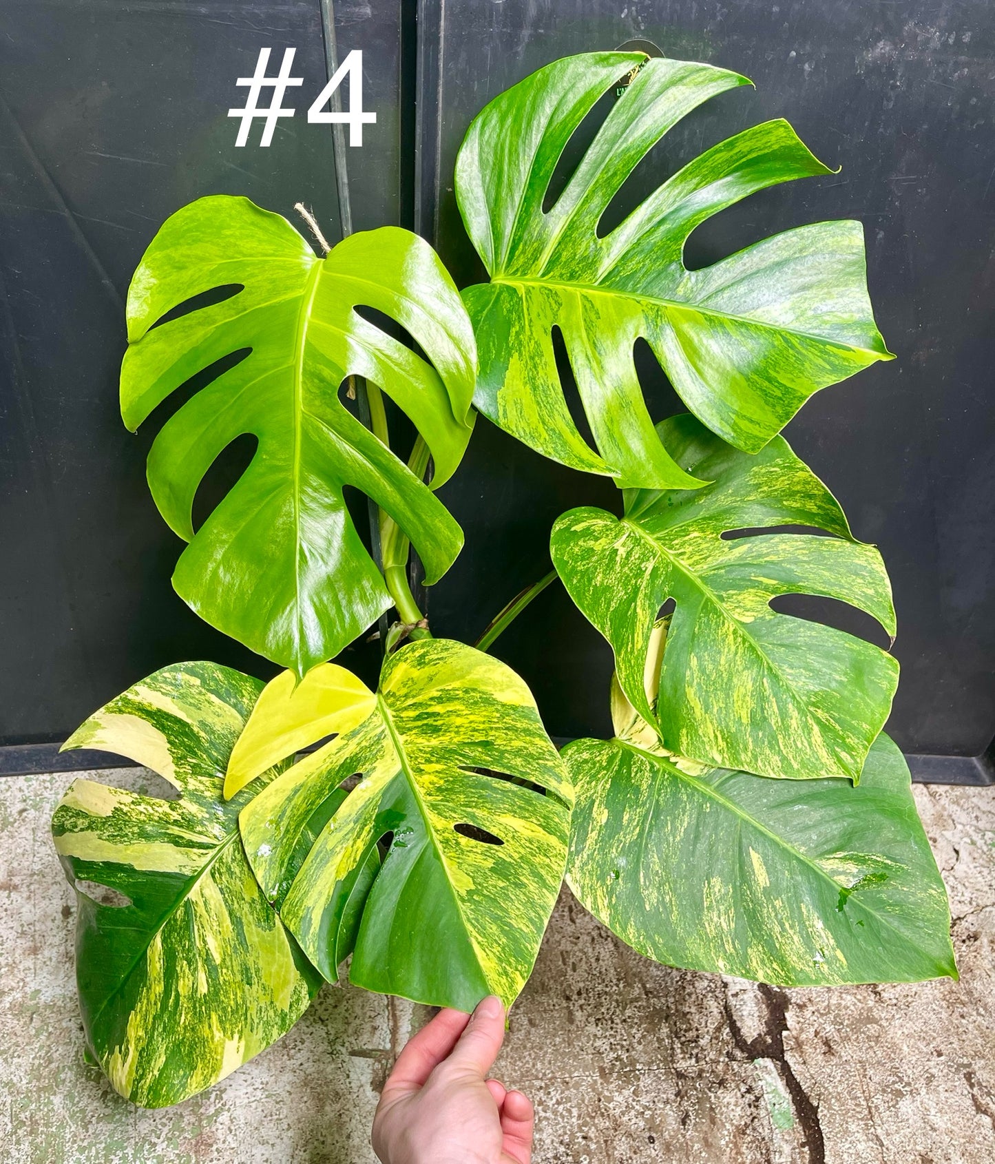 Monstera aurea small form