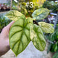 Alocasia silver dragon aurea variegata