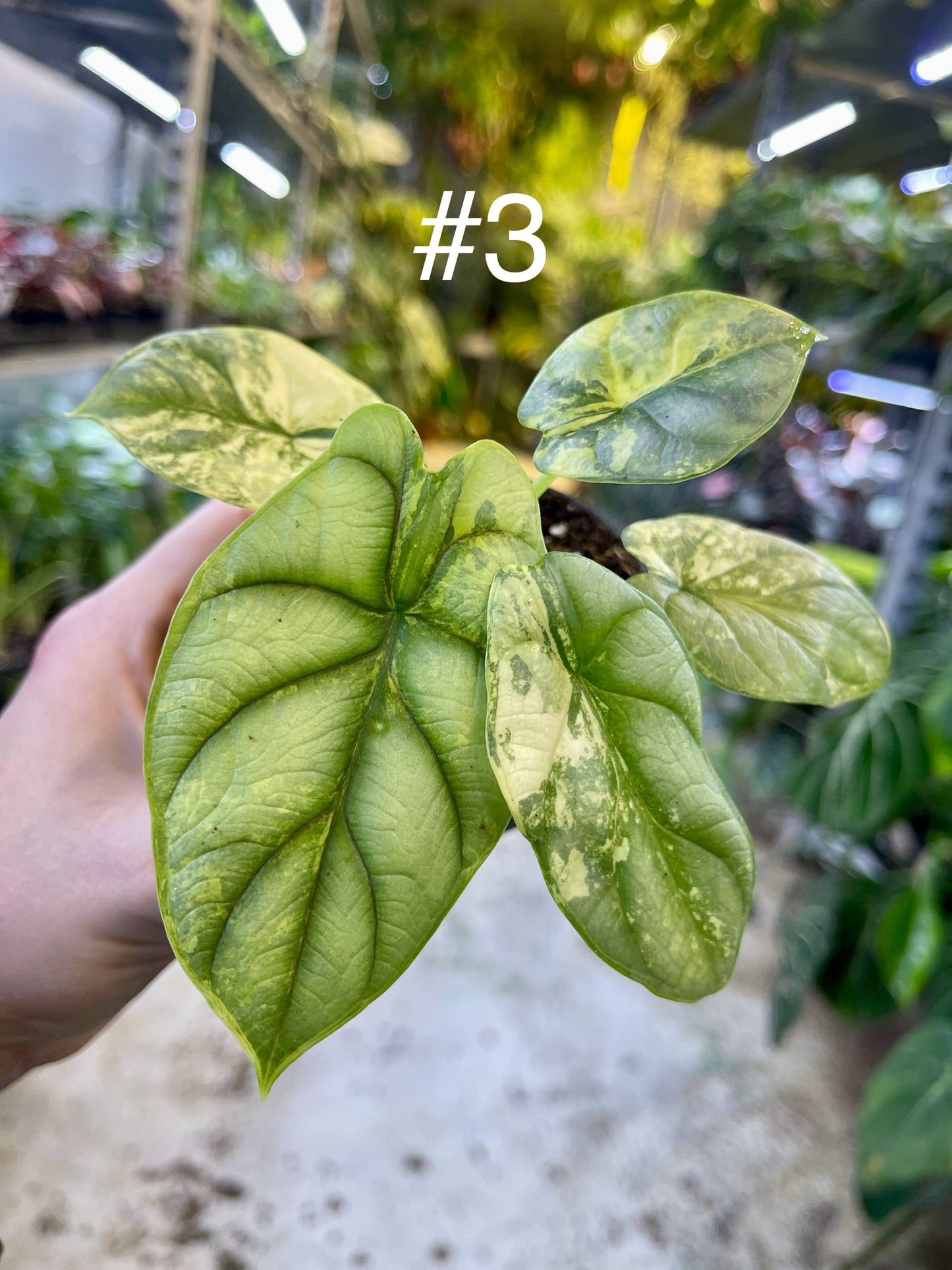 Alocasia silver dragon aurea variegata