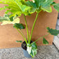 Philodendron selloum variegata L