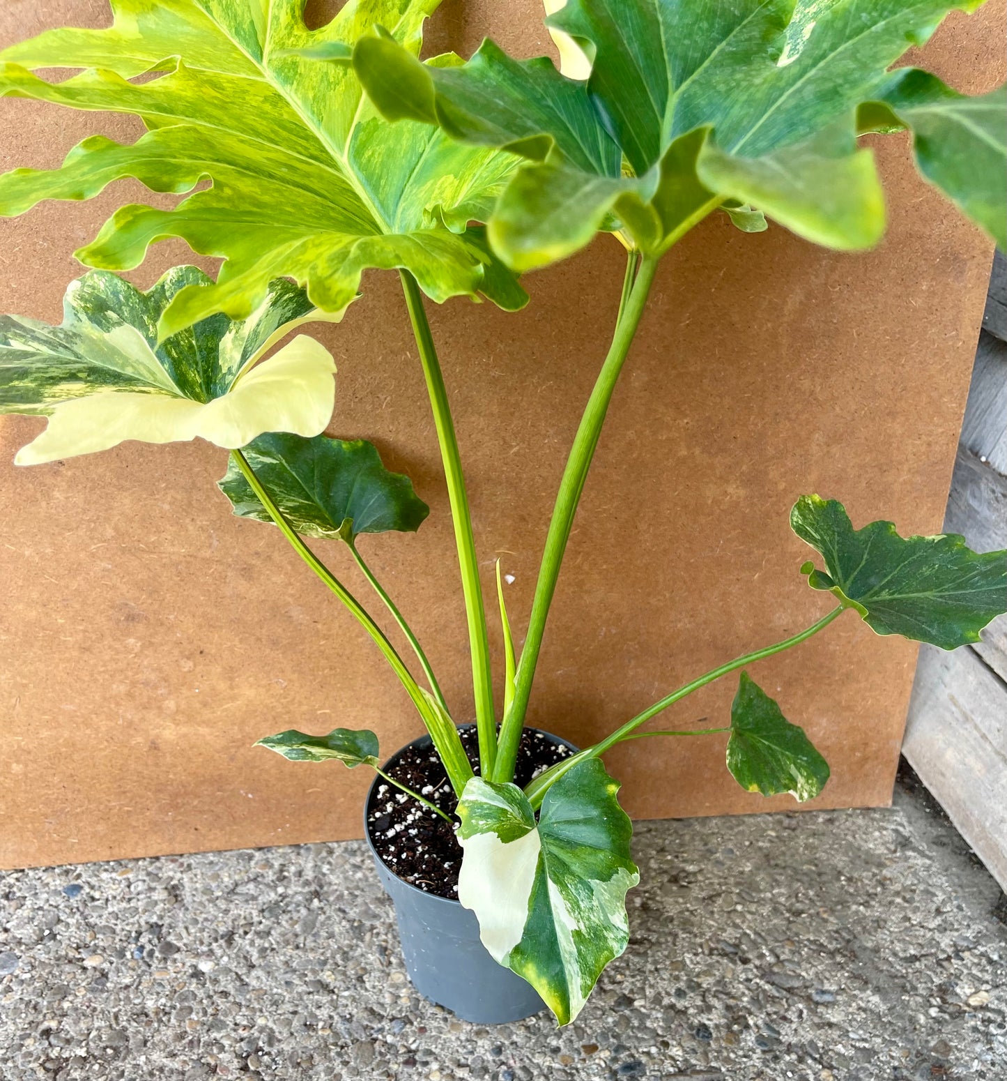 Philodendron selloum variegata L