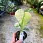 MONSTERA MINT WHITE MONSTER M NEW