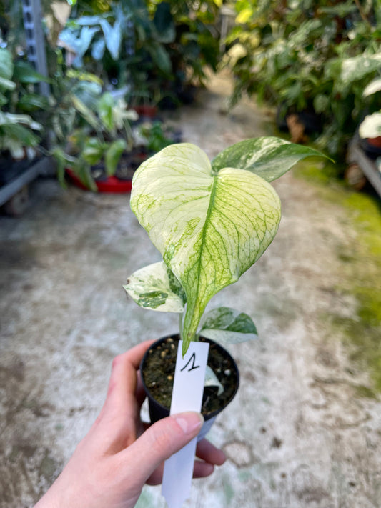 MONSTERA MINT WHITE MONSTER M NEW