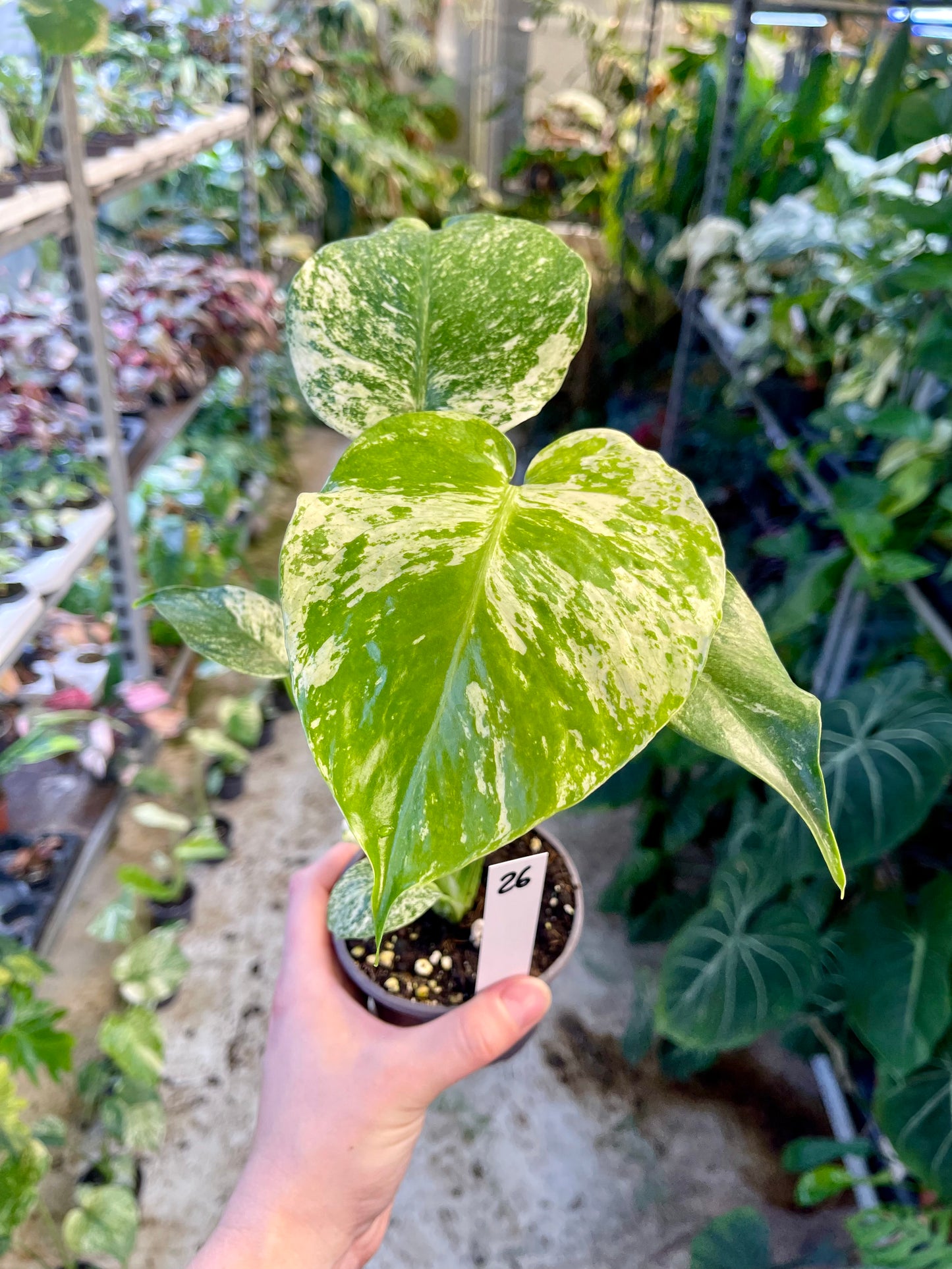 MONSTERA WHITE MONSTER M NEW