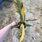 Philodendron caramel marble variegata L