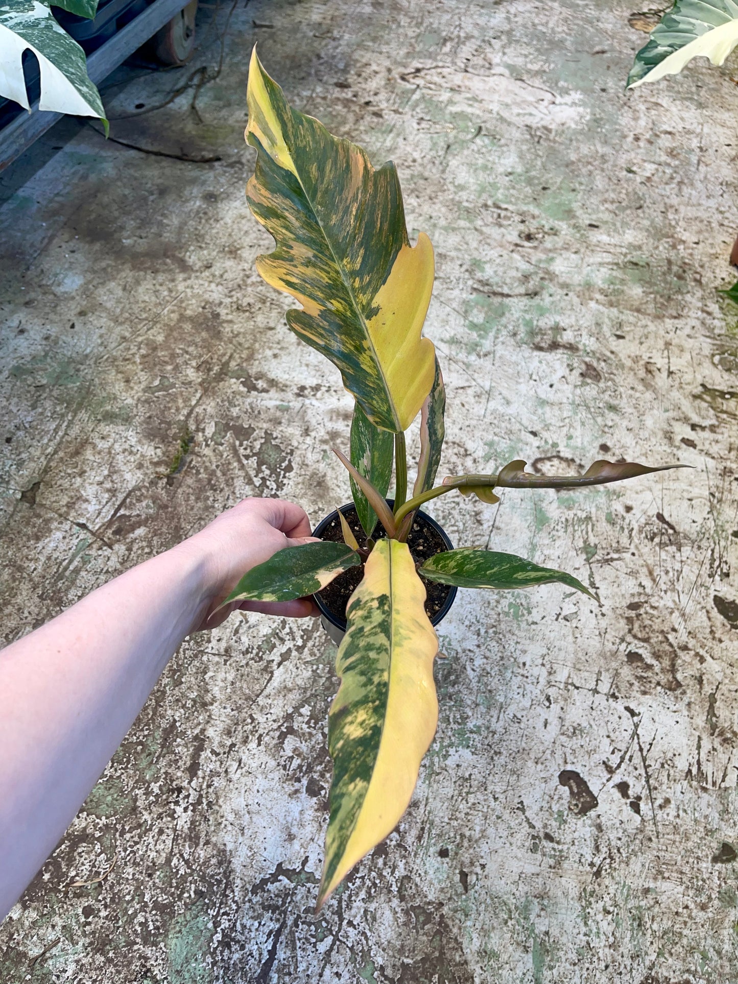 Philodendron caramel marble variegata L