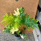 Philodendron selloum variegata L