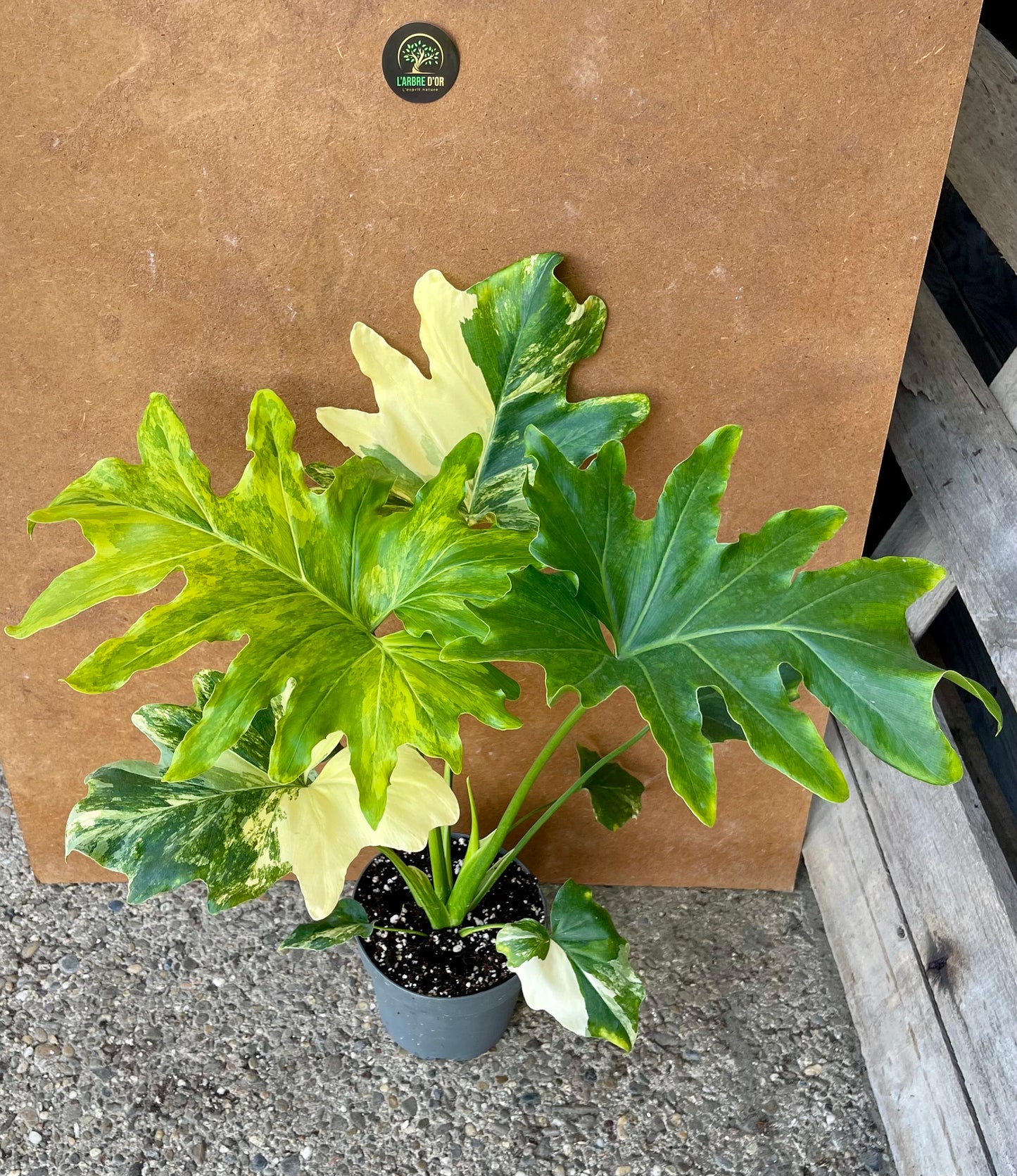 Philodendron selloum variegata L