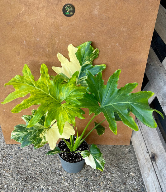 Philodendron selloum variegata L