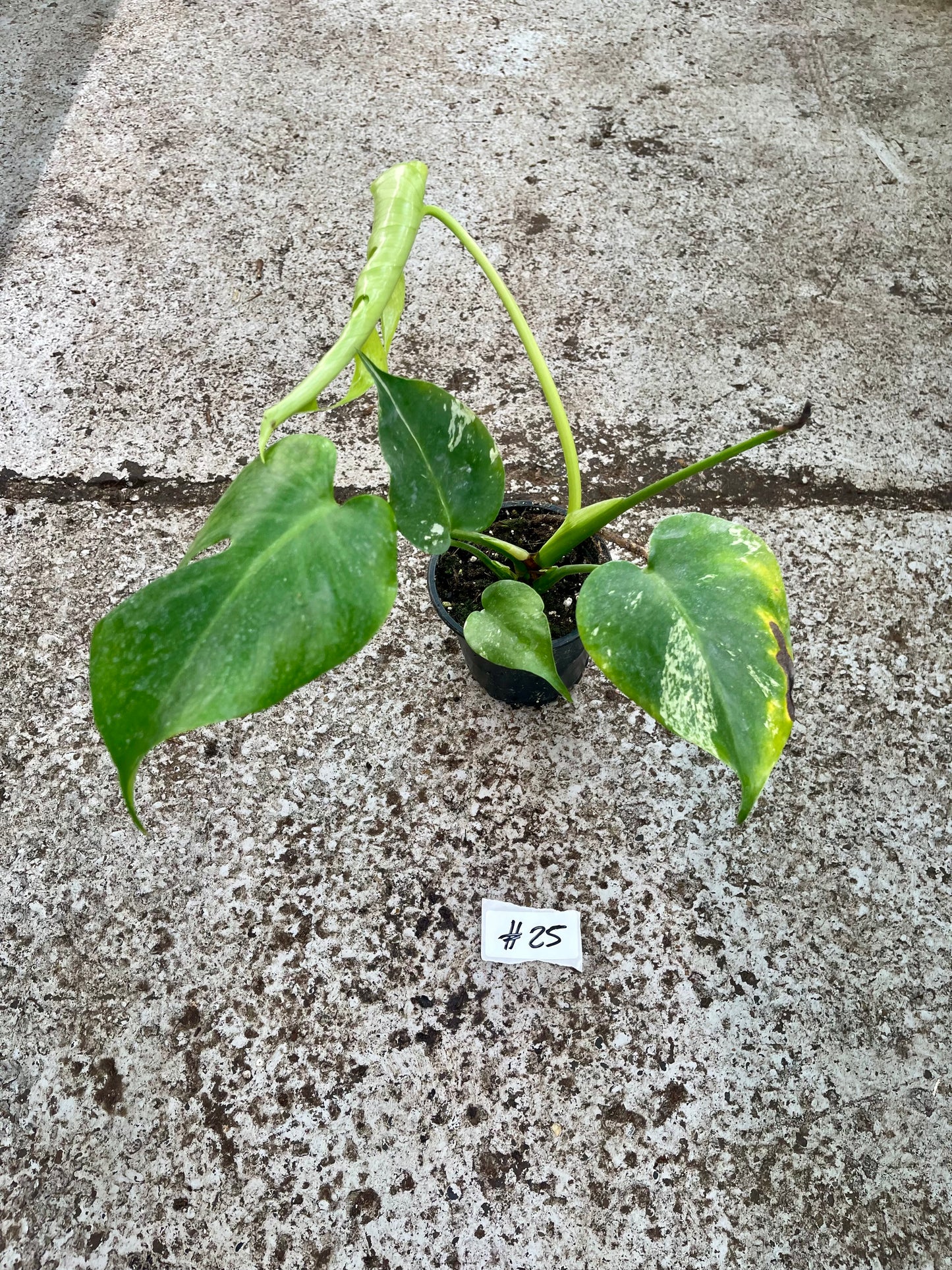 PLANTE A SAUVER