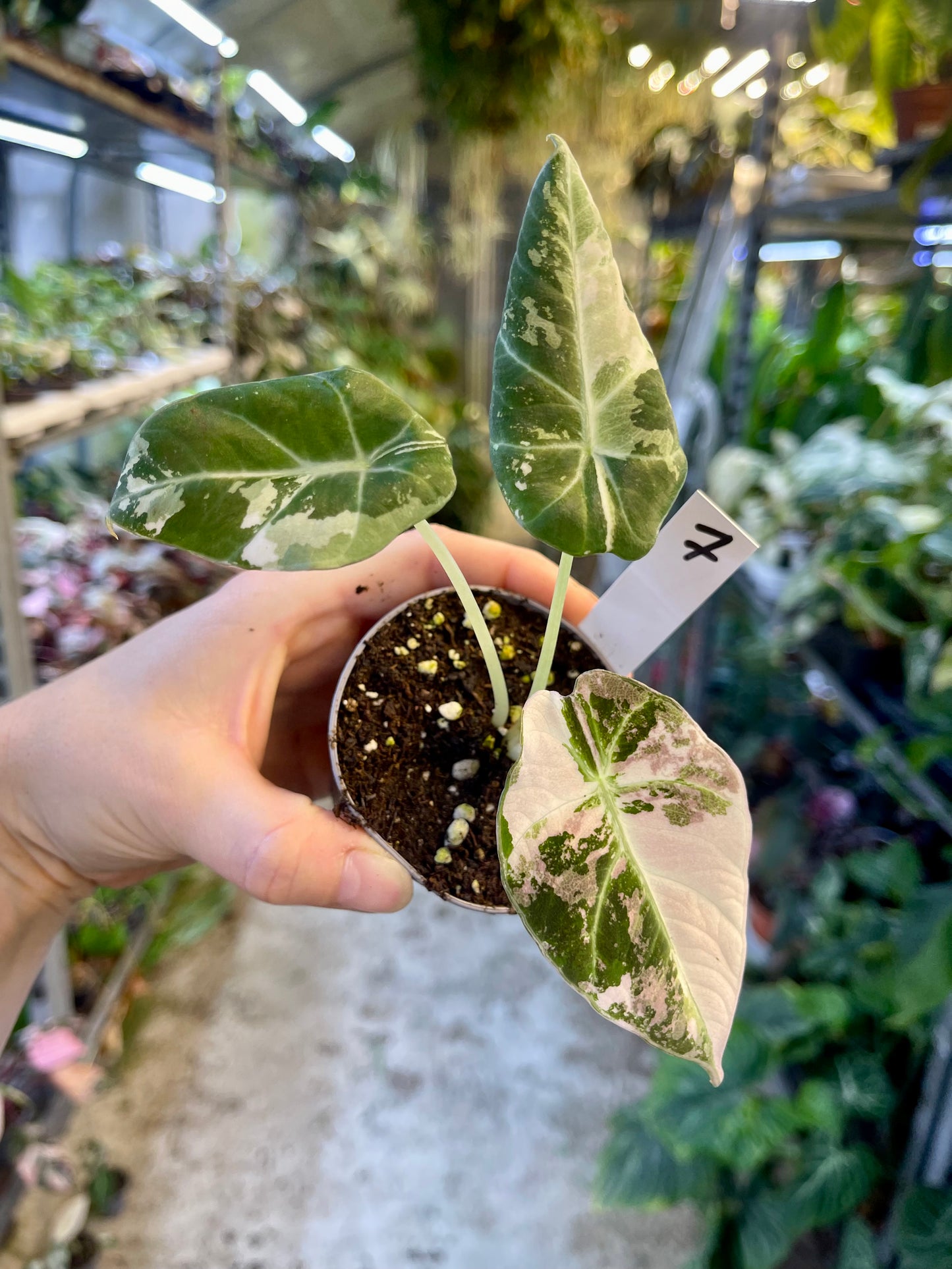 ALOCASIA BLACK VELVET VARIEGATA PINK S NEW