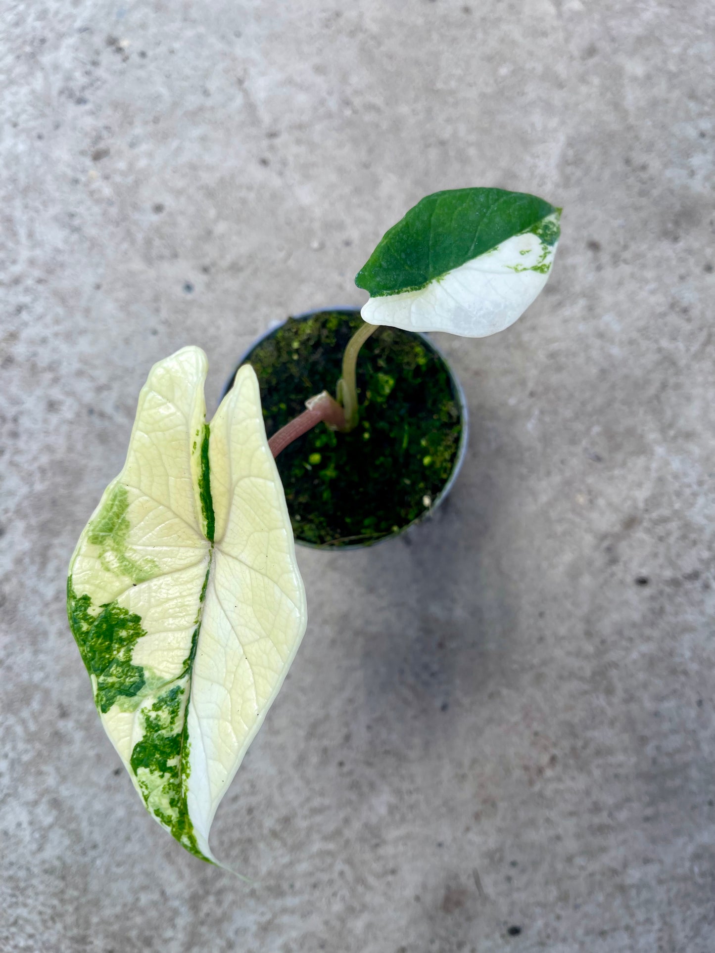 ALO.CASIA SCALPRUM ALBO VARIEGATA