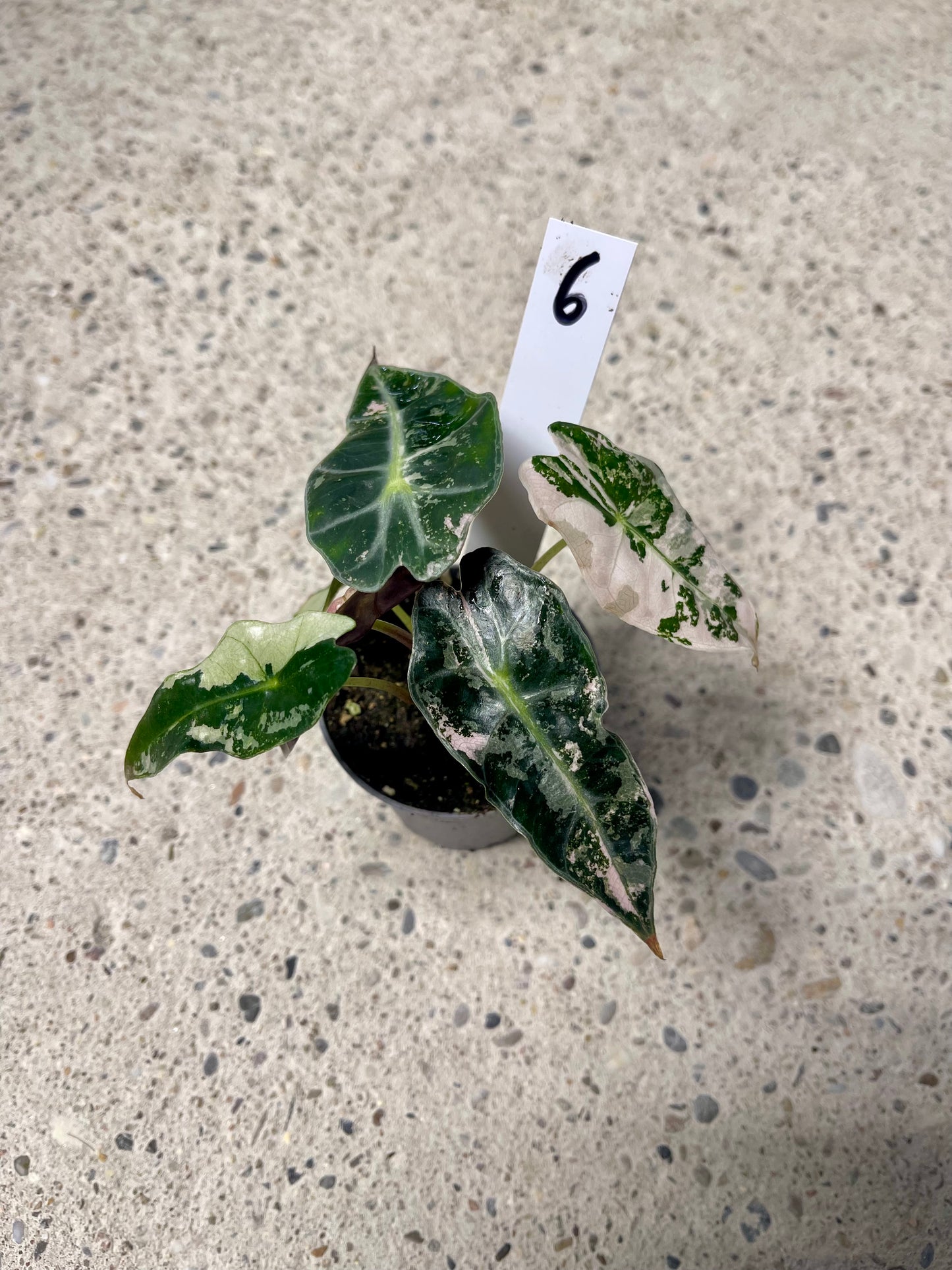 ALOCASIA AMAZONICA POLLY PINK NEW