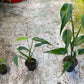 Monstera dilacerata burle marx flame L
