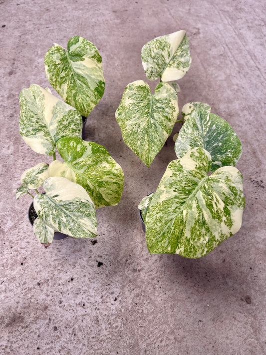 MONSTERA LEGACY S NEW