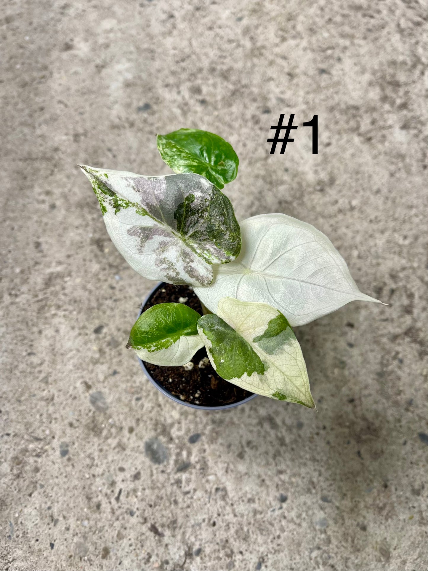 ALOCASIA WENTII PINK ALBO VARIEGATA NEW