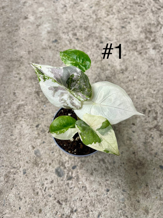 ALOCASIA WENTII PINK ALBO VARIEGATA NEW