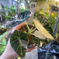 ALOCASIA BLACK VELVET PINK VARIEGATA M