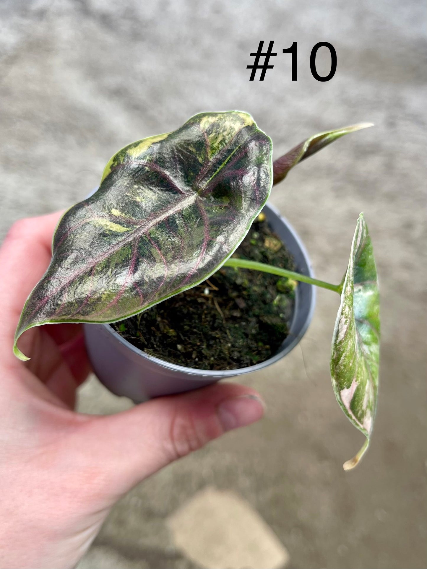 Alocasia Azlanii variegata