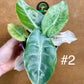 Alocasia pink dragon variegata