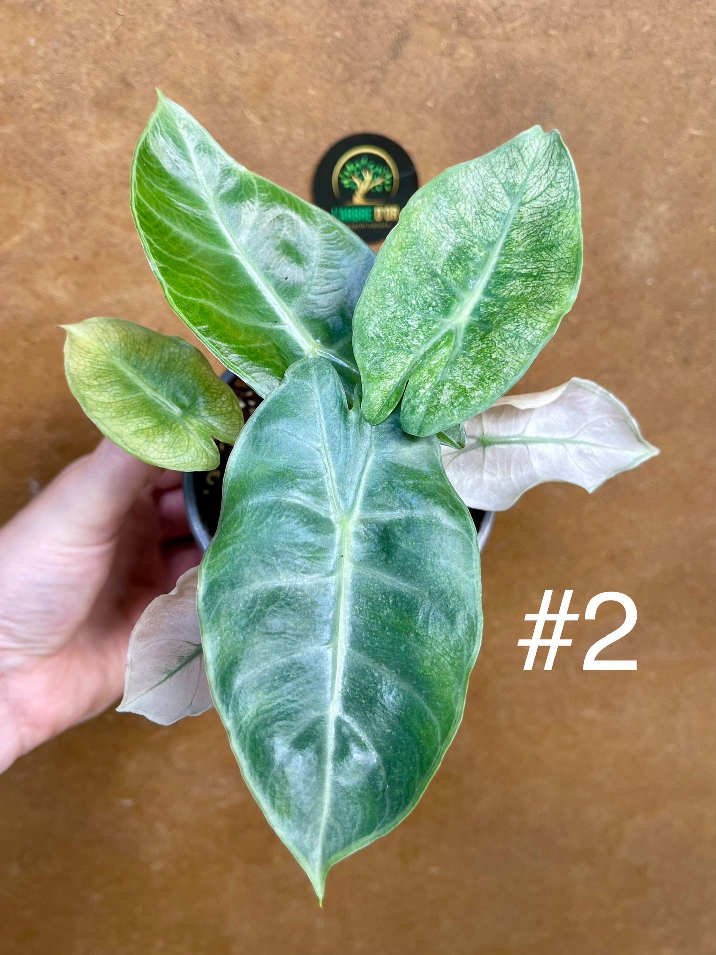 Alocasia pink dragon variegata