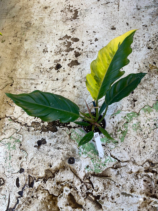 PHILODENDRON CARAMEL MARBLE LESS VAR NEW
